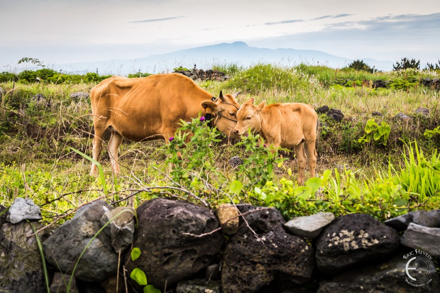 Jeju Island Photos