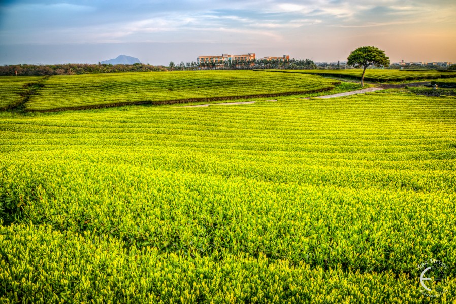 osulloc-green-tea-museum-jeju